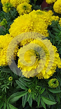 Yellow Ganda Flower of Bengal