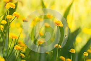 Yellow garden buttercups . little yellow flowers.