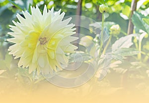 Yellow Garden Dahlia flower