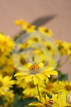 Yellow garden flower - smooth oxeye, false sunflower Heliopsis helianthoides