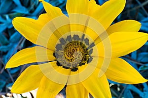 Yellow garden flower used as decoration