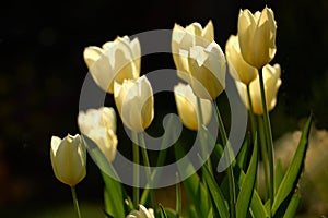 Yellow garden flowers growing against a black background. Closeup of didiers tulip from the tulipa gesneriana species