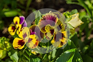Yellow garden flowers Violets Latin: Viola tricolor or horned violet also have the name Pansies. Flowers close up. Precise
