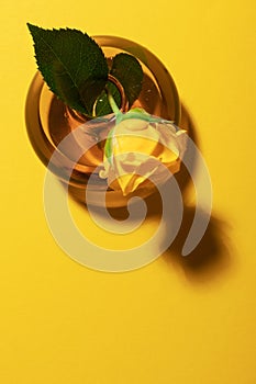 Yellow garden rose in color glass vase on bright yellow background with long shadow flat lay with copy space, vertical