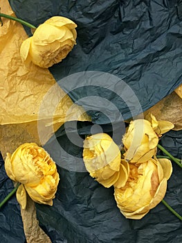 Yellow Garden rose of David Ostin. Rose and petal on dark green background. photo