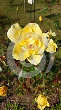 Yellow garden rose in full bloom on a sunny autumn day