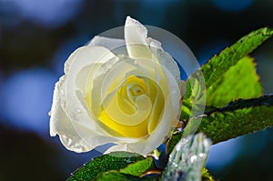 Yellow garden rose with morning dew