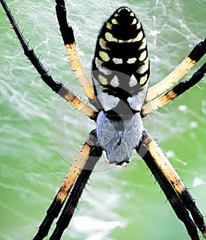 Yellow Garden Spider (Argiope aurantia)