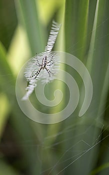 Yellow Garden Spider, Argiope aurantia