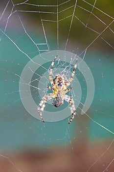Yellow garden spider in a cobweb on a turquoise background
