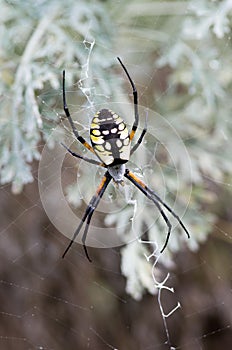 Yellow Garden Spider in her web