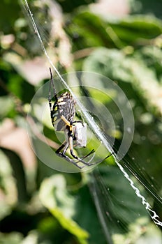 Yellow Garden Spider in her web with prey