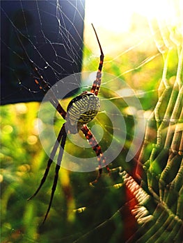 Yellow garden spider with his web (Selective focus)