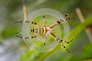 Yellow garden spider on a web