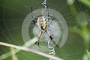 Yellow Garden Spider Web