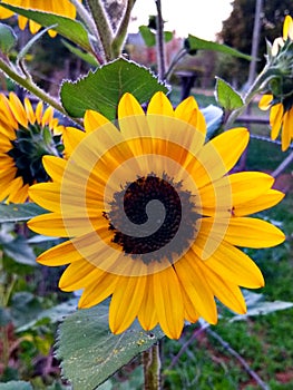 Yellow garden sunflower with green leaves.