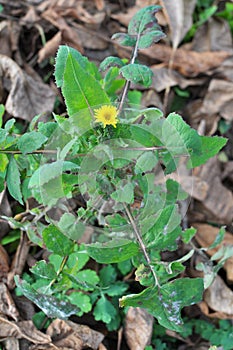 Yellow garden thistle Sonchus oleraceus grows in nature photo