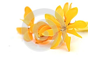 Yellow gardenia flower photo
