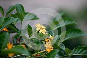Yellow gardenia flower, Gardenia carinata Wallich