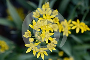 Yellow garlic Allium moly star-shaped bright yellow flowers