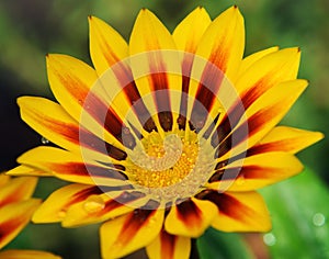 Yellow gazania