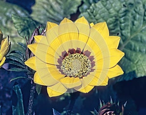 Yellow gazania bloom,close up