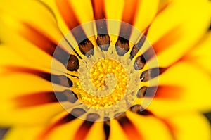 Yellow Gazania flower