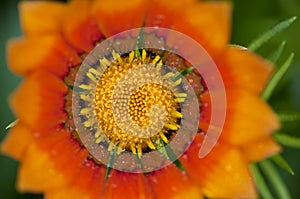 Yellow Gazania flower close up