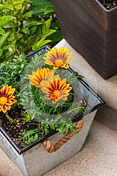 Yellow Gazania flower in Pot