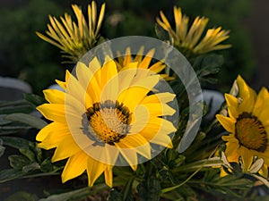 Yellow Gazania Flowers in The Flower Pot