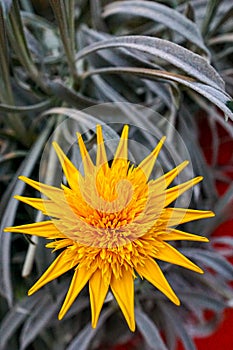 Yellow Gazania SunBathers Nahui flower at the Singapore Flower Dome photo