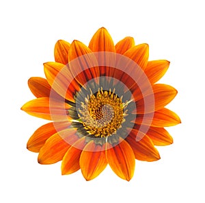 Yellow Gazania or Treasure flower in full bloom isolated on white background