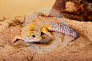 Yellow gecko