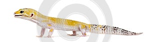 Yellow gecko standing,
