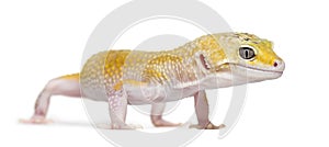 Yellow gecko standing,