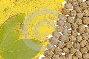 Yellow and geen autumn leaves and lot walnuts on white table