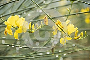 Yellow genista flower