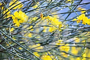 Yellow genista flower