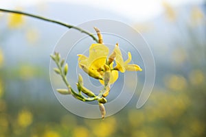 Yellow genista flower