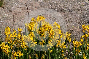 Yellow genista wildflowers Chamaespartium sagittale against granite stone