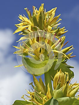 Yellow gentian in front of blue sky