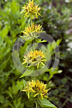 Yellow gentian  Gentiana Lutea