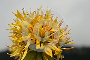Yellow gentian