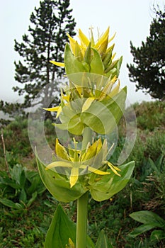 yellow gentian