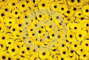 Yellow Gerber daisies