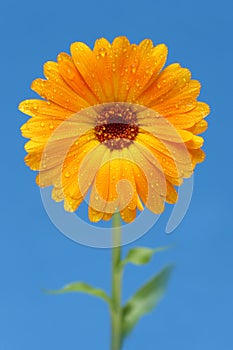 Yellow gerber daisy