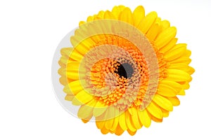 Yellow gerber daisy