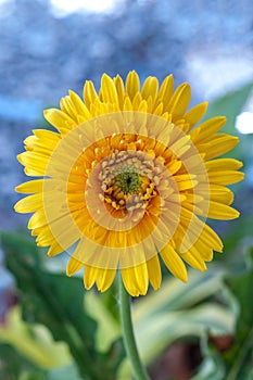 Yellow Gerber Daisy