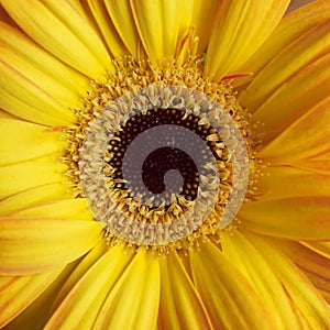 Yellow Gerber daisy closeup