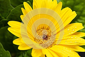 Yellow Gerber daisy macro with water droplets on the petals. Gerbera close up. Flower background.